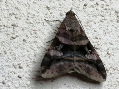 Melipotis perpendicularis