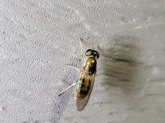 Cephalochrysa similis