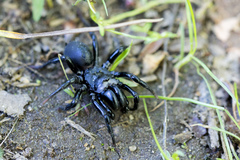 Sphodros niger