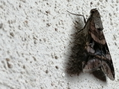 Melipotis perpendicularis