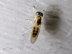 Cephalochrysa similis