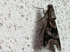 Melipotis perpendicularis