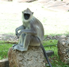 Semnopithecus priam