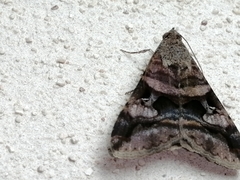 Melipotis perpendicularis