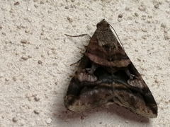 Melipotis perpendicularis