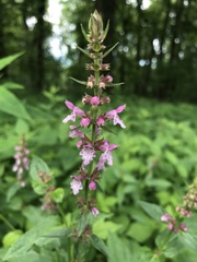 Stachys latidens