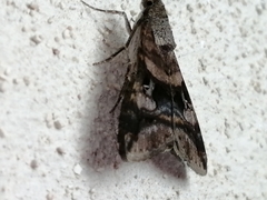 Melipotis perpendicularis