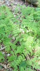 Cystopteris bulbifera
