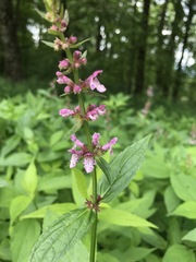 Stachys latidens