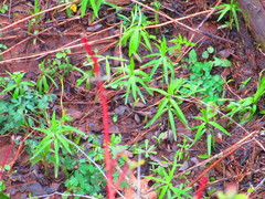 Lilium philadelphicum