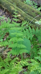 Cystopteris bulbifera