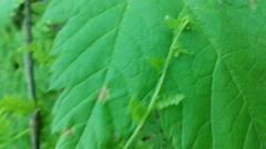 Cystopteris bulbifera