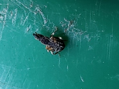 Conotrachelus anaglypticus