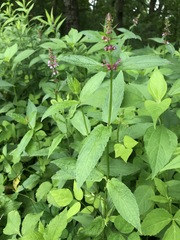 Stachys latidens