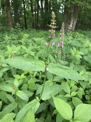 Stachys latidens