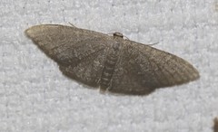 Idaea coercita