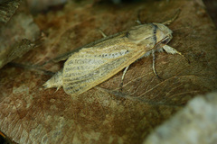 Phragmataecia castaneae