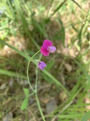 Lathyrus hirsutus