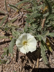 Calystegia malacophylla