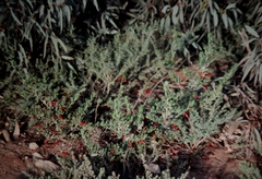 Eremophila decipiens