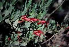 Eremophila decipiens