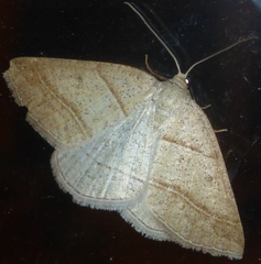 Petrophora subaequaria