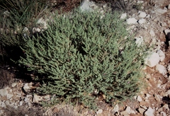 Eremophila decipiens