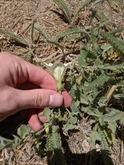 Calystegia malacophylla