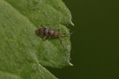 Entomobrya triangularis