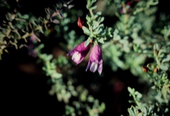 Eremophila weldii
