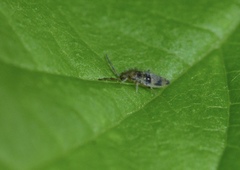 Entomobrya triangularis