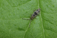 Entomobrya triangularis
