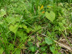 Cyperus thyrsiflorus