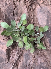 Packera antennariifolia