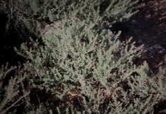 Eremophila weldii