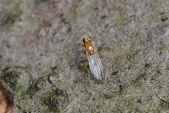 Clusiidae