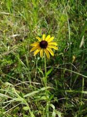 Rudbeckia missouriensis