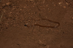 Tantilla planiceps
