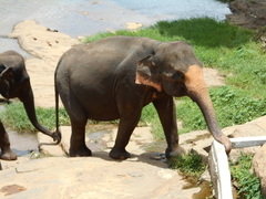 Elephas maximus maximus