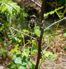 Cordulegaster obliqua