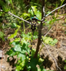 Cordulegaster obliqua