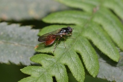 Sphegina