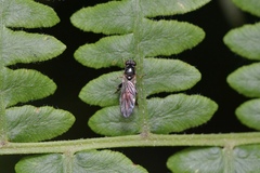 Sphegina