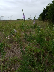 Verbena xutha