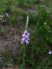 Verbena xutha
