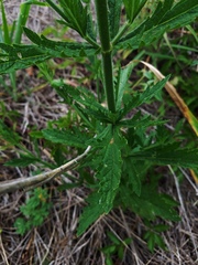 Verbena xutha