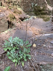 Packera antennariifolia