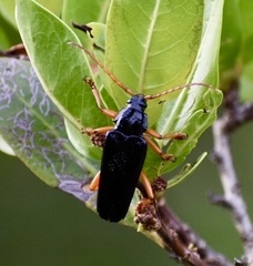 Elateropsis scabrosus