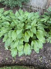 Hosta sieboldiana