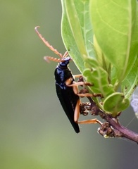 Elateropsis scabrosus